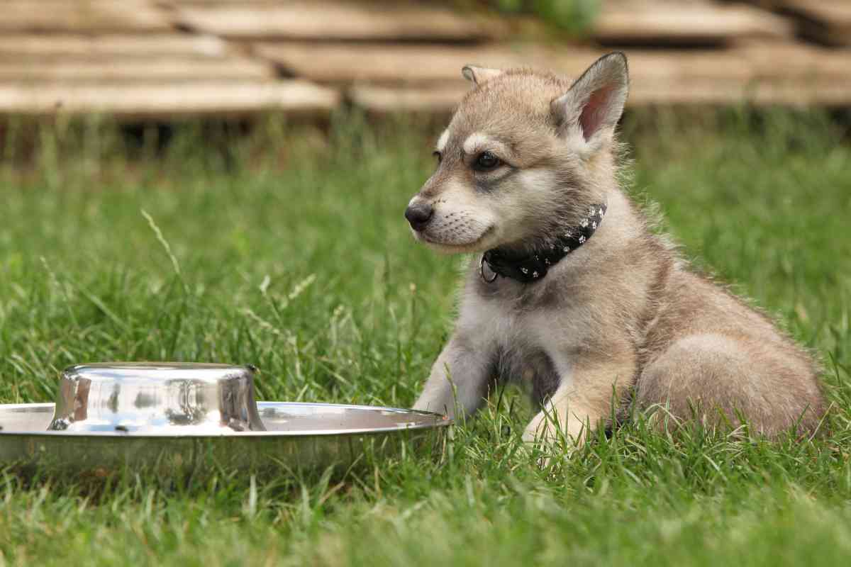 New Puppy Not Drinking Water: Essential Solutions For Your Pup’s Hydration 5