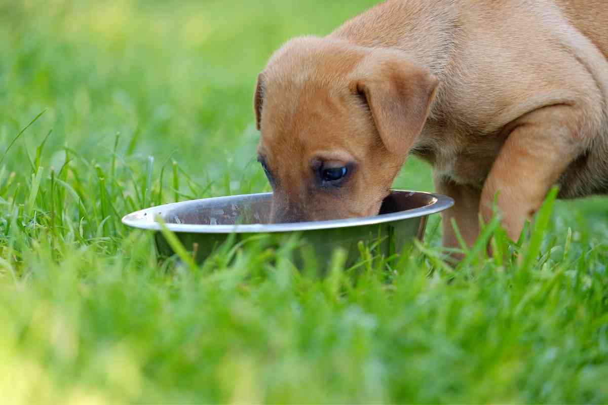 New Puppy Not Drinking Water: Essential Solutions For Your Pup’s Hydration 2