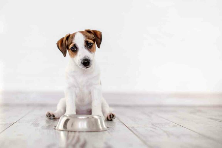 What Happens If A Puppy Is Weaned Too Early?