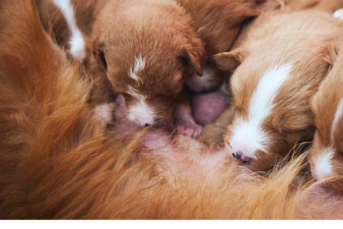 When Do Puppies Start Drinking Milk? Understanding Their Dietary Milestones 1