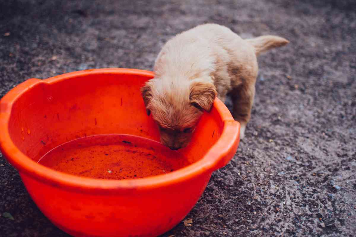 Can Puppies Drink Water At 5 Weeks? Essential Hydration Guidance 2