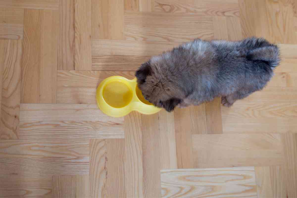 Can Puppies Drink Water At 5 Weeks? Essential Hydration Guidance 3