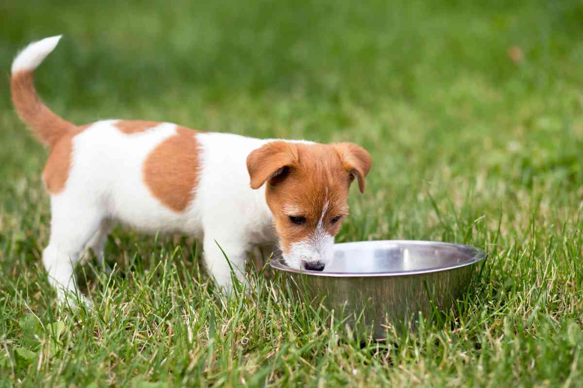 Can Puppies Drink Water At 5 Weeks? Essential Hydration Guidance 4