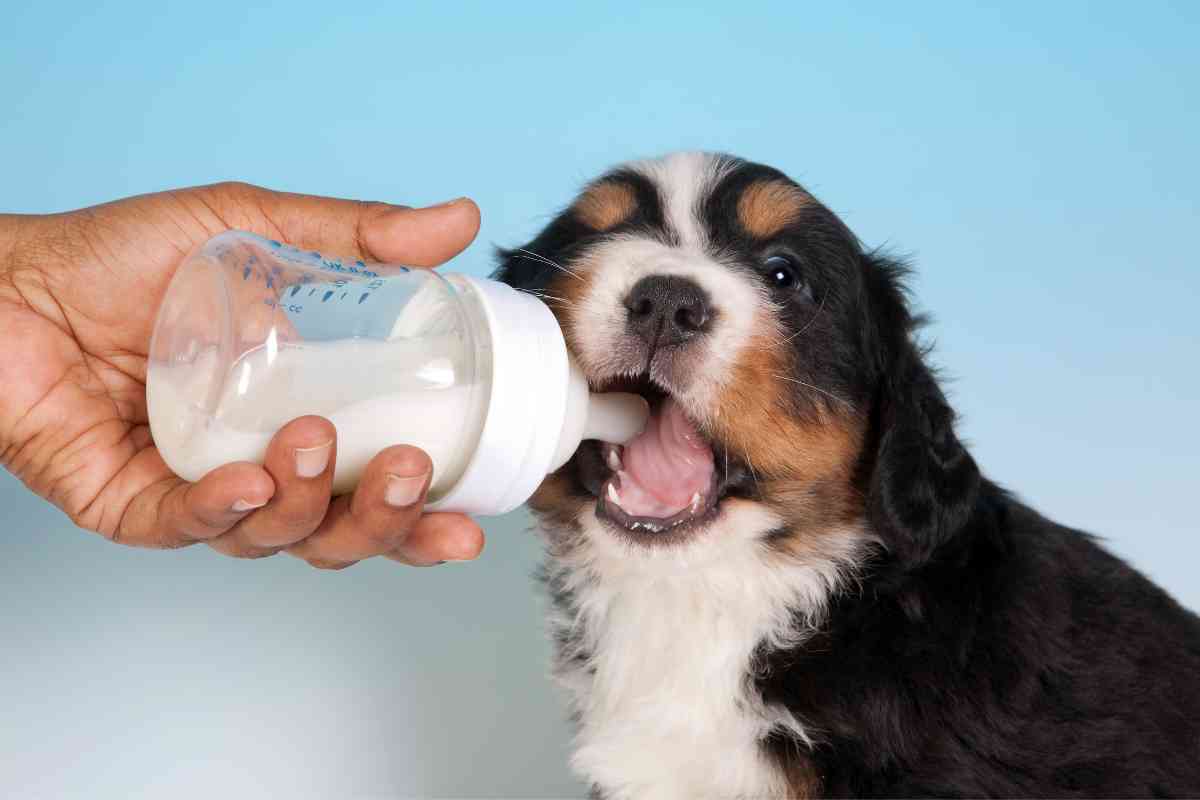 What Do Puppies Drink? Proper Hydration For Your Young Dog 1
