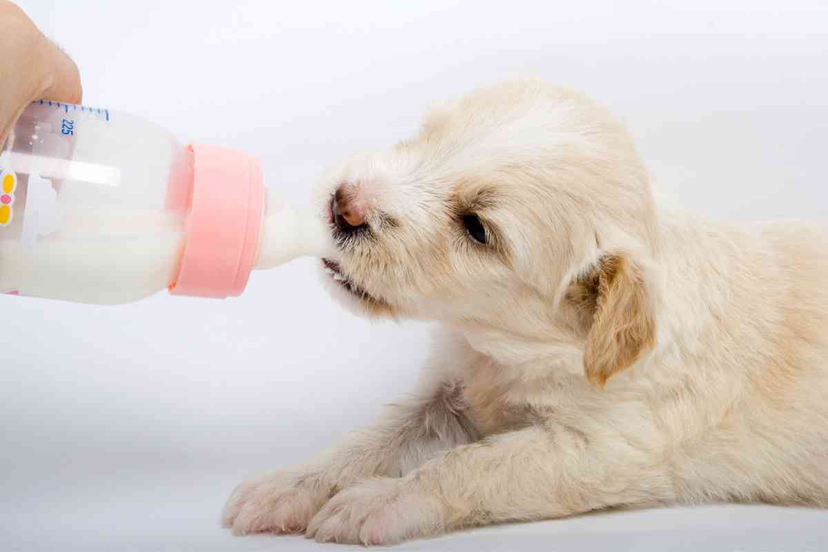 What Do Puppies Drink? Proper Hydration For Your Young Dog 3